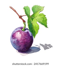 illustration of a grape with stems and leaves colored using watercolor