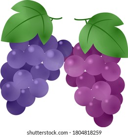 Illustration of grape in watercolor style