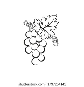Illustration grape wine winery logo illustration