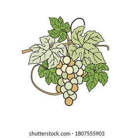 Illustration grape wine winery logo illustration