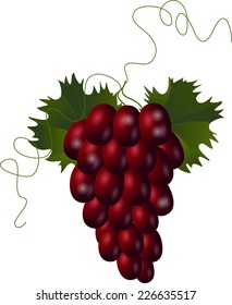 Illustration of grapes