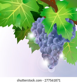 Illustration of grapes