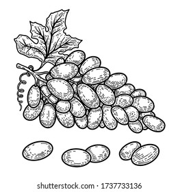 Illustration of grapes in engraving style. Design element for logo, label, emblem, sign. Vector illustration