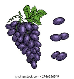 Illustration of grapes in engraving style. Design element for logo, label, emblem, sign. Vector illustration