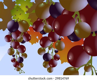 Illustration of Grapes with leaves	
