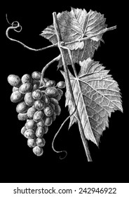 illustration with grapes and leaves. hand draw