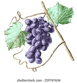 Illustration with grapes and leaves. hand draw.    