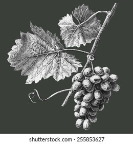 Illustration with grapes and leaves on a dark background