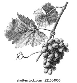 Illustration with grapes and leaves on a light background