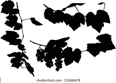 Illustration with grapes and leaves on white background