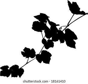 Illustration with grapes and leaves on white background