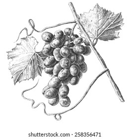 Illustration with grapes and leaves on a white background
