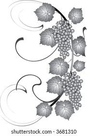 Ilustração com uvas e folhas sobre fundo branco