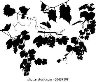 22,944 Grape vine silhouette Images, Stock Photos & Vectors | Shutterstock