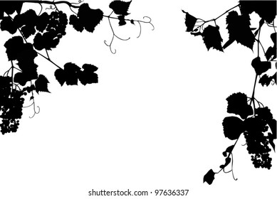 Illustration with grapes and leaves on white background