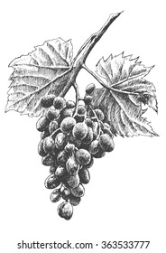 Ilustración con uvas.Vector. Dibujado a mano.