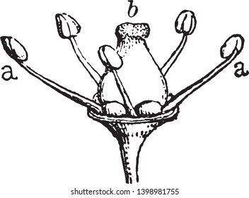 An illustration of a grapevine flower after the petals have fallen, the illustration shows a) carpel b) stamen, vintage line drawing or engraving illustration.