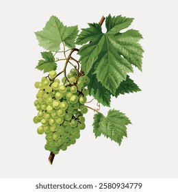 Illustration of a grapevine with green grapes and lush leaves. Detailed grapevine with clusters of grapes. Green grapes and leaves on a vine. Vintage fruit illustrations isolated on white, vector.