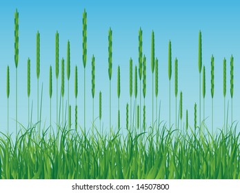 Illustration of grass