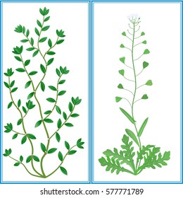  Illustration grass  Polygonum aviculare L., lady's purse.