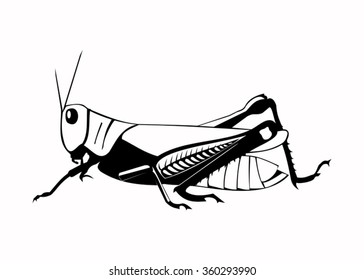 Illustration of the grasshopper