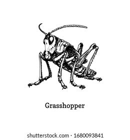 Ilustración de un Grasshopper. Insectos dibujados en estilo grabado. Esbozar en vector.