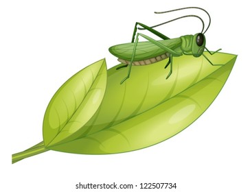 Illustration of a grasshopper on a leaf on a white background