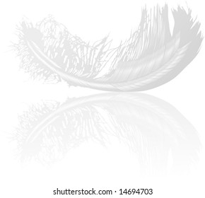 illustration with gray feather on white background