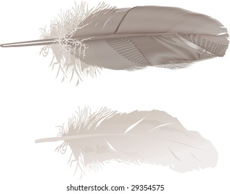 illustration with gray feathers on white background