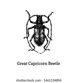 Illustration of Great Capricorn beetle. Drawn insect in engraving style. Sketch in vector.  