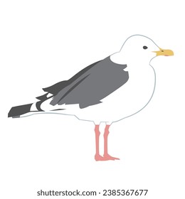 Illustration of great grey gull, Vector illustration