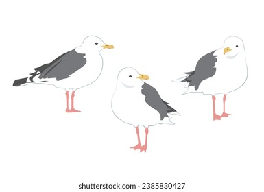 Illustration of great grey gulls, Vector illustration