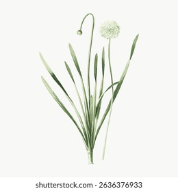 Illustration of a green allium plant with long leaves and a round flower. The allium flower is detailed, with the allium plant standing tall on a white background. Vintage flower illustration vector.
