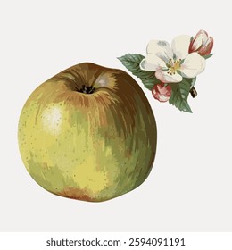 Illustration of a green apple with a blossom. The apple is detailed, with a blossom beside it. Green apple and blossom create a vintage botanical look. Vintage fruit illustration vector.