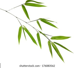 illustration with green bamboo branch isolated on white background