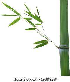 illustration with green bamboo branch isolated on white background