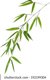 illustration with green bamboo branch isolated on white background