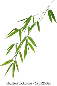 illustration with green bamboo branch isolated on white background