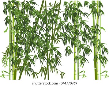 illustration with green bamboo plants