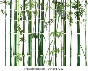 illustration with green bamboo plants on white background