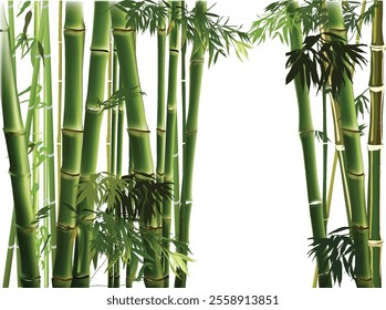 illustration with green bamboo plants on white background