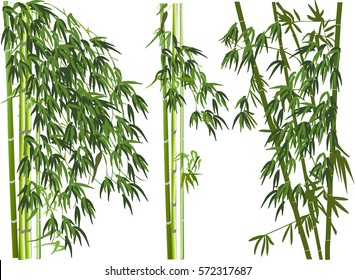 illustration with green bamboo plants on white background