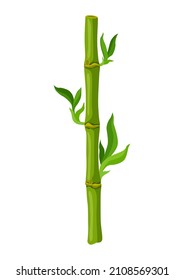 Illustration of green bamboo stem and leaves. Decorative exotic plants of tropic jungle.