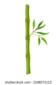 Illustration of green bamboo stem and leaves. Decorative exotic plants of tropic jungle.