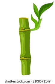 Illustration of green bamboo stem and leaves. Decorative exotic plants of tropic jungle.