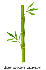 Illustration of green bamboo stem and leaves. Decorative exotic plants of tropic jungle.