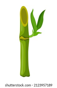 Illustration of green bamboo stem and leaves. Decorative exotic plants of tropic jungle.