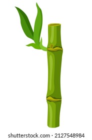 Illustration of green bamboo stem and leaves. Decorative exotic plants of tropic jungle.