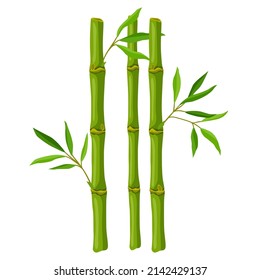 Illustration of green bamboo stems and leaves. Decorative exotic plants of tropic jungle.