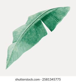 Illustration of a green banana leaf. Detailed banana leaf design. Tropical leaf with texture. Green banana leaf art on a light background.